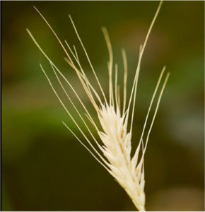 Figure 1. Triticum durum middle-early "Creso", obteined by hydridization and consecutive selection of durum wheat cross of Centro Internacional de Mejoramiento de Maíz y Trigo – CIMMYT (Yt 54 N10-B)Cp2-63)Tc2, previously derived from durum and soft wheats cross with a mutant line (Cp B144) X-ray induced in the durum wheat Senatore “Cappelli”. The contribution of Italian wheat geneticists: From Nazareno Strampelli to Francesco D’Amato, Gian Tommaso Scarascia Mugnozza – Accademia Nazionale delle Scienze, called of XL, Roma. Today we all eat bread, pasta, cakes, make with Creso wheat.